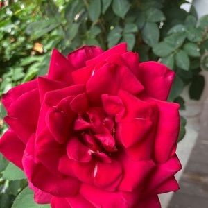 Meet your Posher, Rivera